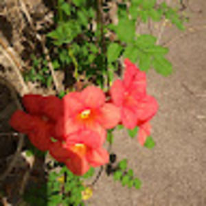 Meet your Posher, Araceli